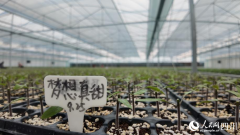 都“菜篮子”工程的意义所正在 